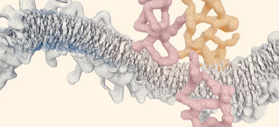 Protein Assembly Model